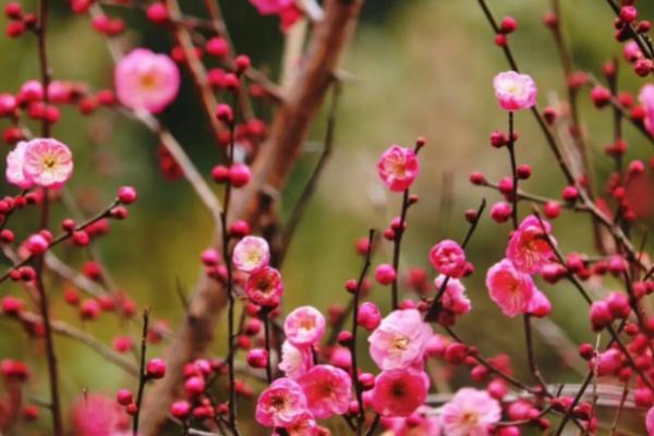 什么植物一春一秋不开花，是指梅花