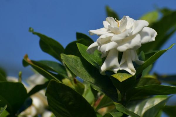 栀子花怎么养才能开花，每隔1-2年更换一次新土