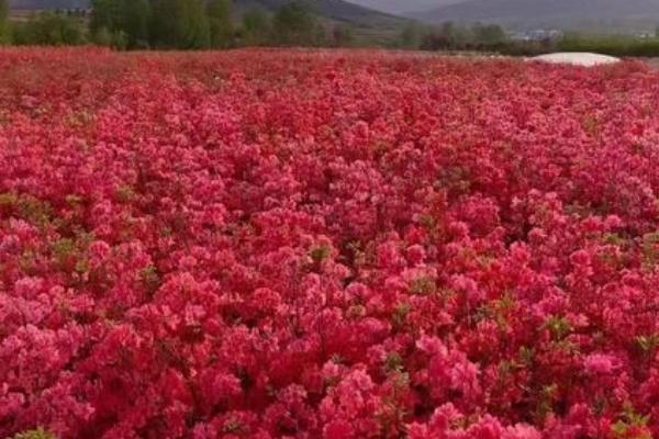 栽种映山红如何提高成活率，可在秋分和清明开花前种植