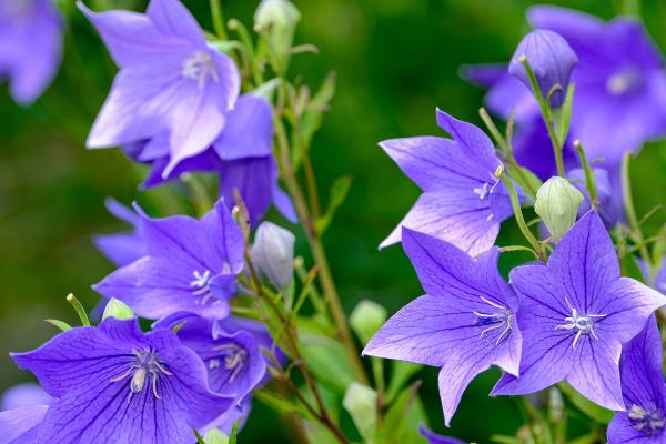 爱情花是指什么花，是指玫瑰花、桔梗、百合、雏菊等