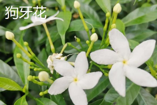 狗牙花和栀子花的区别，品种、花期、花型和叶片均不同