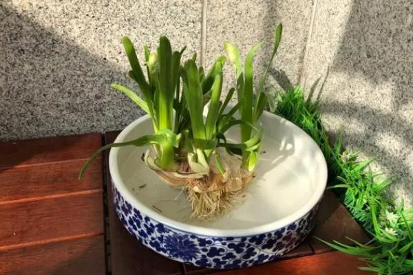 水仙花的水培养殖方法，一定要挑选饱满、无损伤的球体