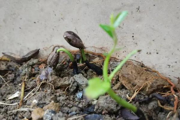 金弹子种子种植方法，种植时间为4月下旬