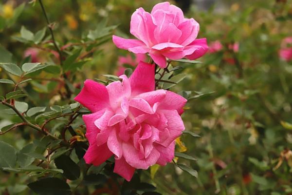 什么样的花好养，常见的有栀子花、月季花、菊花等