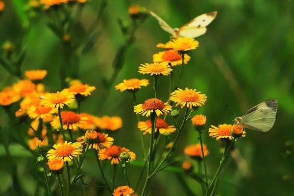 什么样的花好养，常见的有栀子花、月季花、菊花等