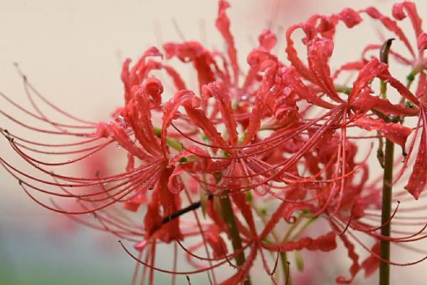 彼岸花是什么季节开的，在秋天的时候开放