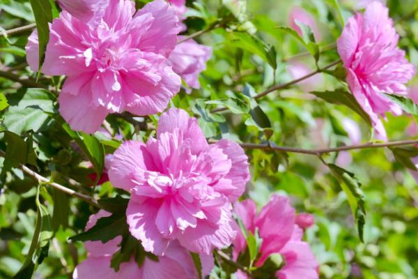 古代木槿花的雅称，雅称为里梅花、朝开暮落花