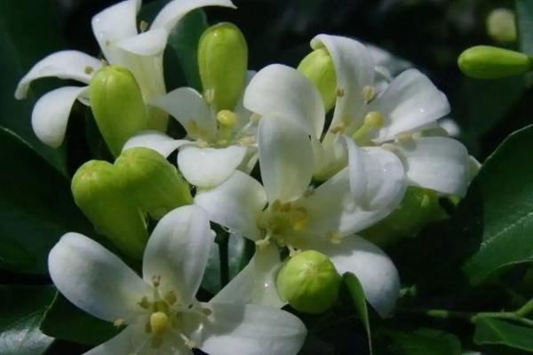 九里香的香味，花香十分浓郁