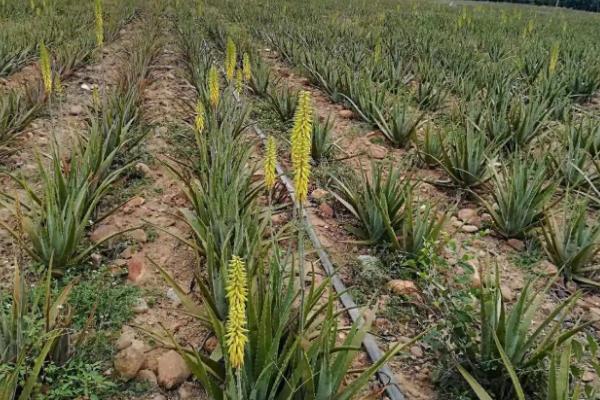 种植芦荟选择什么土壤，一般采用园土、腐叶土、河沙混合配制盆土