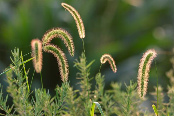 马尾巴草的花语，寓意默默无闻、坚韧不拔等