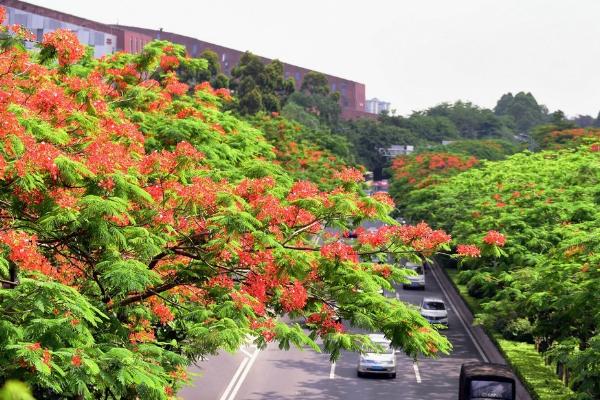 厦门市和台南市的市树，是凤凰木