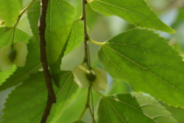 双子叶植物叶片的结构特点，种子上方会长出2片叶子