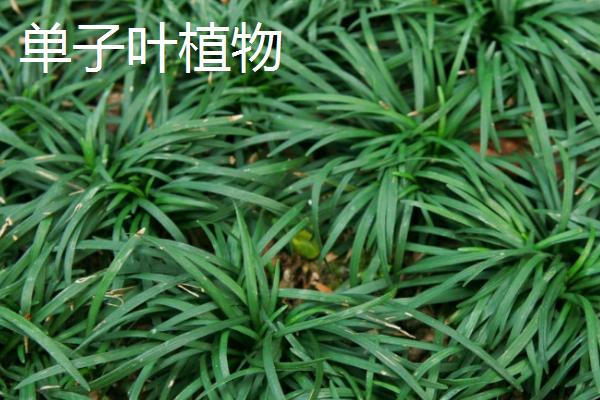 双子叶植物叶片的结构特点，种子上方会长出2片叶子