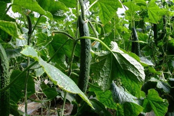 黄瓜是什么植物，属一年生蔓生或攀援草本植物