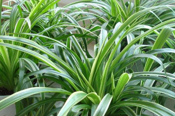 盆栽怎样种植，根据植株的生长习性选择盆土