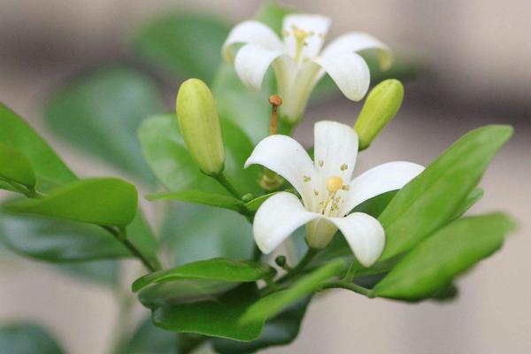 九里香花期如何养护，每半个月施肥一次