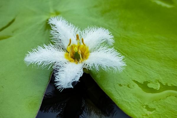 金银莲花不用土可以养殖吗，是水生植物是无需土壤养的