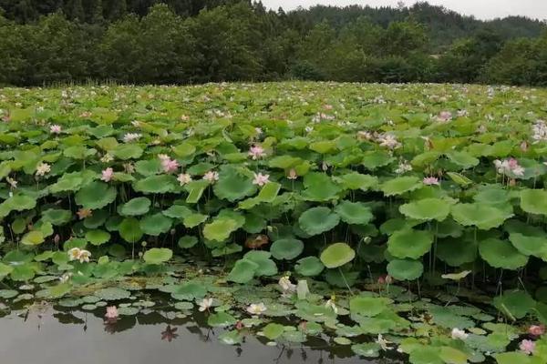 莲子发芽后的种植方法，种植前需要对其进行消毒