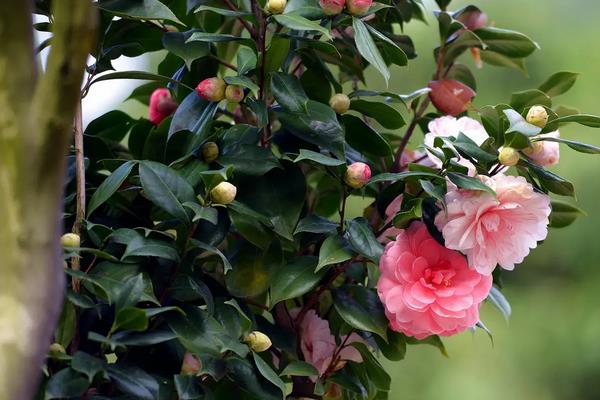 适合北方室内养的盆栽，可选择茶花、月季、芍药等