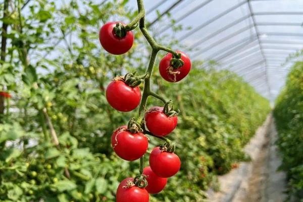 大棚圣女果种植管理技术，栽种之前种子需进行浸泡消毒