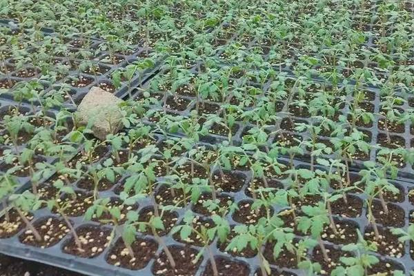 大棚圣女果种植管理技术，栽种之前种子需进行浸泡消毒