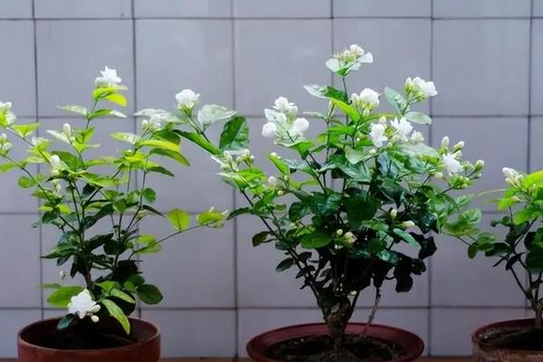 茉莉花种植方法，需每天浇一次水