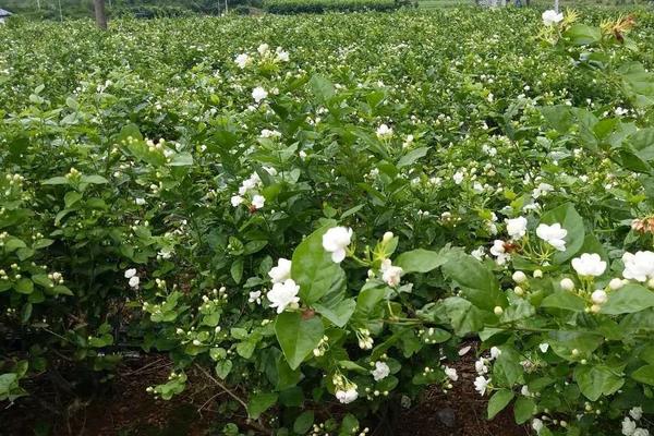 茉莉花种植方法，需每天浇一次水