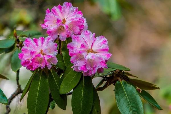 杜鹃的花语，寓意思恋家乡、友谊长存等