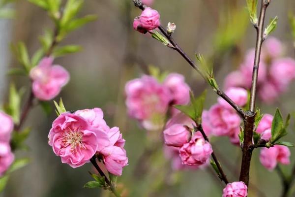 桃花几月份开，花期在每年的3-4月