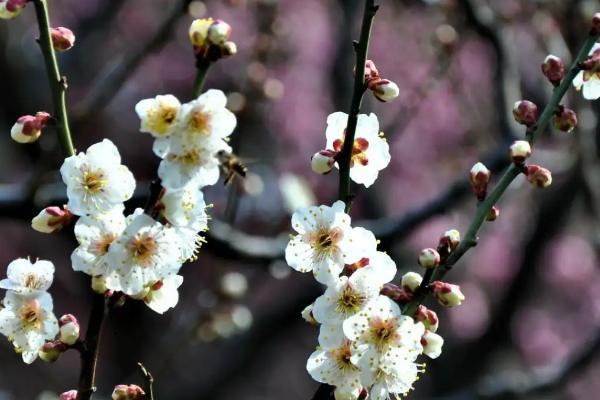 梅花掉叶子的原因，可能是水分管理不当或光照强烈等