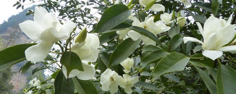 白兰花是否耐寒，适宜生长在温暖的环境中不耐寒