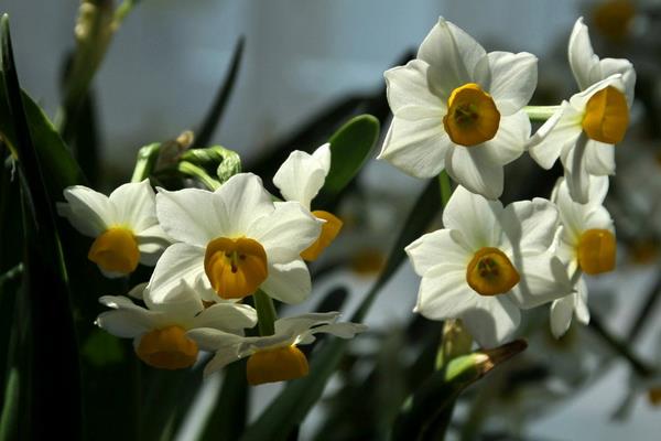 中国的四大名花简介，是指水仙花、茶花、菊花、牡丹花