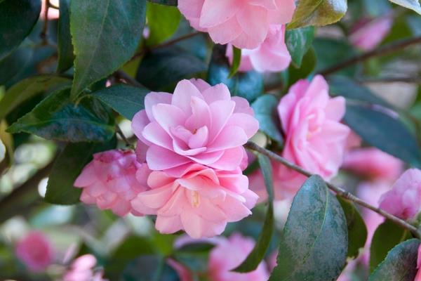 中国的四大名花简介，是指水仙花、茶花、菊花、牡丹花