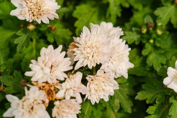 中国的四大名花简介，是指水仙花、茶花、菊花、牡丹花