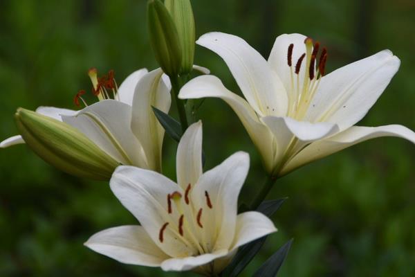 百合花的花语，寓意纯洁、热烈的爱等