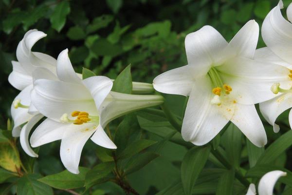 百合花的花语，寓意纯洁、热烈的爱等