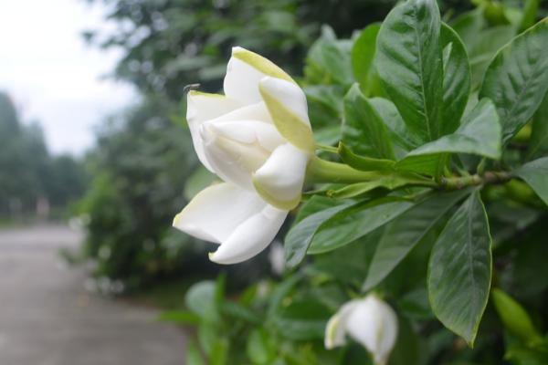 栀子花为啥不吉利，因为其花色为白色及属阴会遮挡阳气