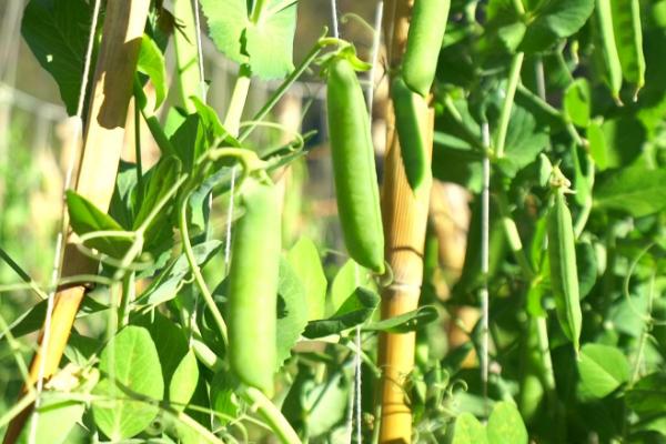 豌豆是什么植物，是一年生草本植物