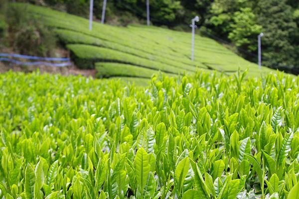 茶叶病虫害及防冶方法，虫害主要有茶尺蠖、茶蚕、茶毛虫、茶黑毒蛾等