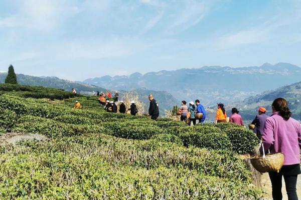 茶叶病虫害及防冶方法，虫害主要有茶尺蠖、茶蚕、茶毛虫、茶黑毒蛾等