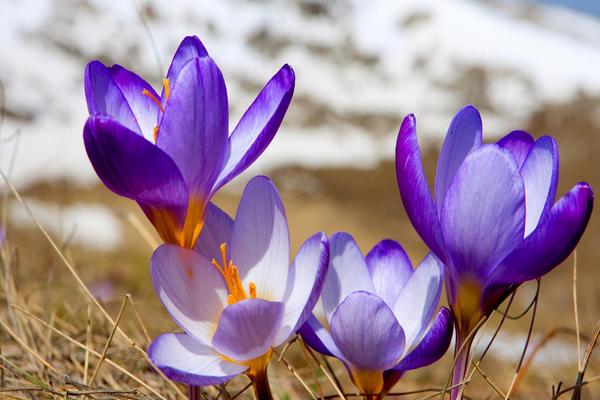 藏红花几月开花，花期在每年的10-11月份