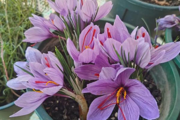 藏红花几月开花，花期在每年的10-11月份