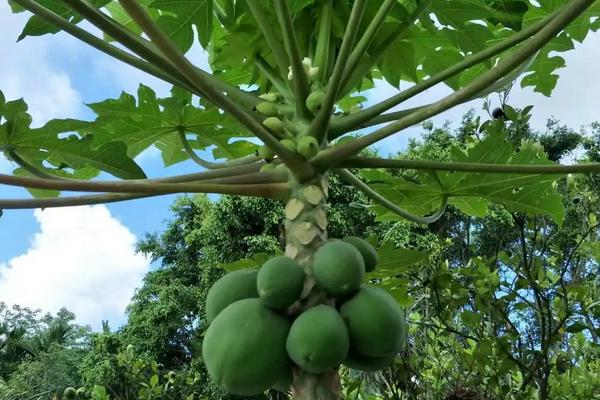 为什么家里不能种木瓜树，因为木瓜树的株型较为高大