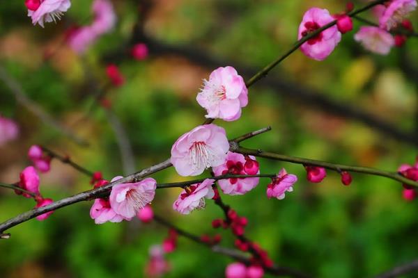 梅花什么时候开花，花期在每年1-3月份之间