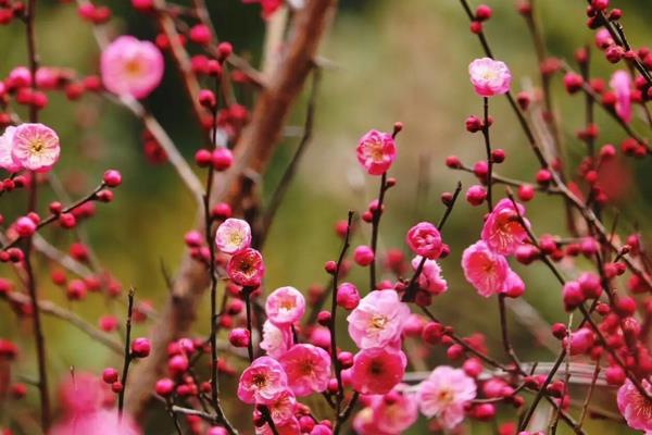 梅花什么时候开花，花期在每年1-3月份之间