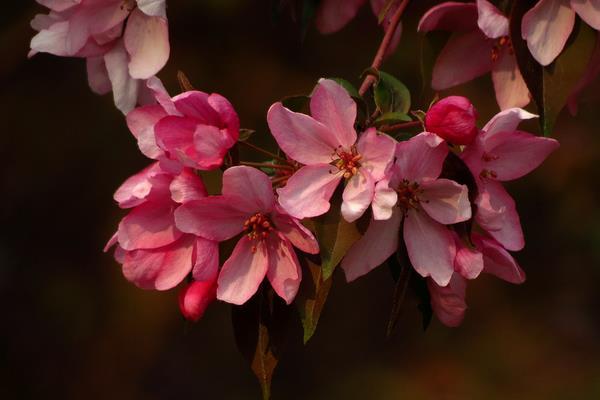 海棠花的花语，寓意没有结果的爱情、高贵、优雅等