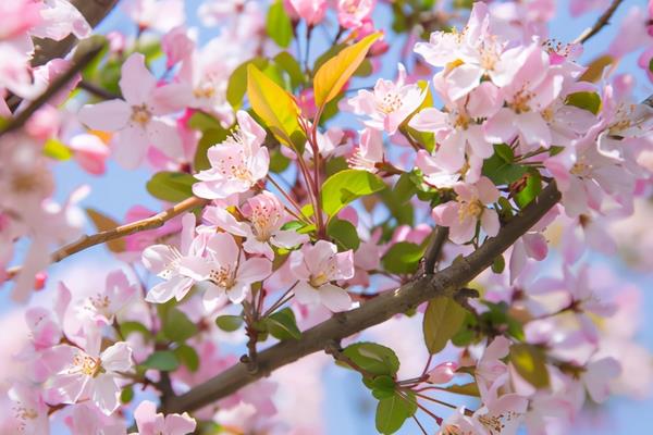 海棠花的花语，寓意没有结果的爱情、高贵、优雅等