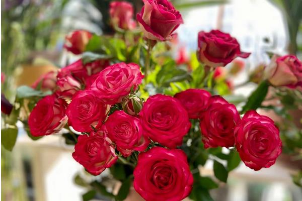 13朵玫瑰花的花语，寓意一生一世、陪伴守护等