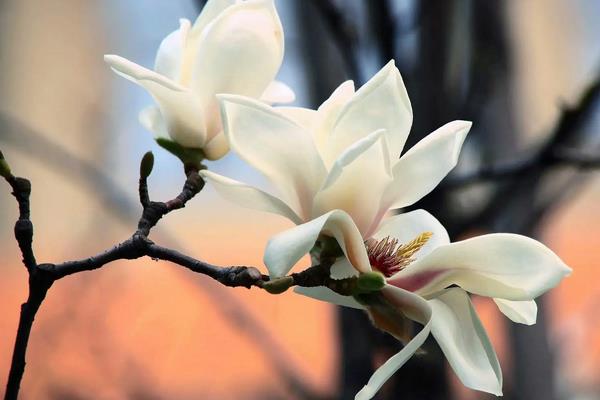 冬天都有什么花，水仙花、玉兰、火烧花都在冬天开花