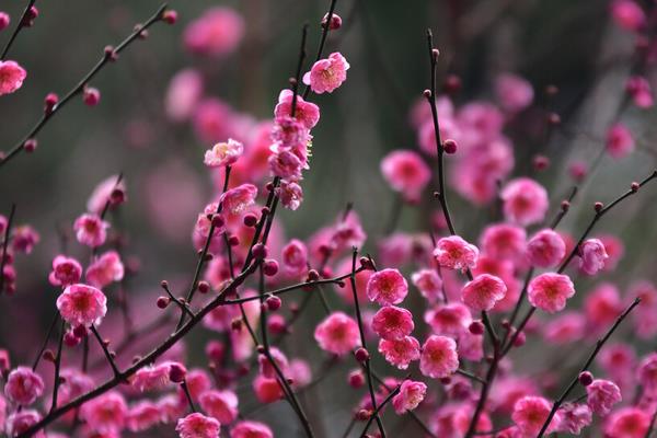 红梅花干叶的原因，可能是温度太低或光照太强等